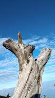 sec arbre tronc avec bleu ciel et blanc des nuages dans le Contexte photo