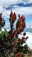 proche en haut de rouge protea fleurs sur le Haut de le Montagne photo