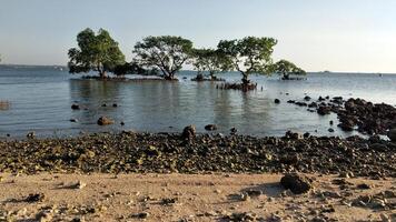 mangrove des arbres sur le rive de le mer photo