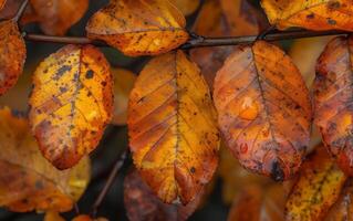 ai généré l'automne feuilles dans la nature photo