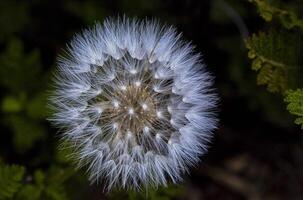 Montagne pissenlit dans Floraison photo