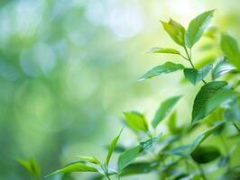 ai généré vert la nature Contexte photo