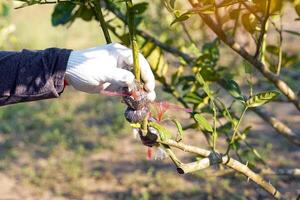 jardiniers qui greffer citrons comme une méthode de propagation créer Nouveau les plantes cette sont génétiquement identique à le parent plante. doux et sélectif se concentrer. photo