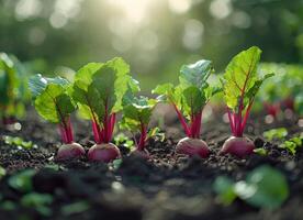 ai généré Frais biologique un radis croissance sur le champ photo