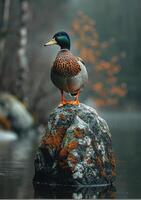 ai généré sauvage canard séance sur Roche dans le l'eau photo