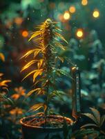 ai généré cannabis plante dans pot. intérieur marijuana plante dans pot de fleur. médical marijuana concept. photo