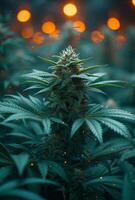 ai généré cannabis plante est allumé en haut par Orange lumières photo