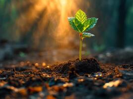 ai généré Jeune plante croissance dans le Matin lumière et rayons de soleil sur la nature Contexte photo