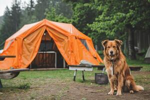 ai généré animal de compagnie amical camping avec spacieux des sites pour chiens. génératif ai photo