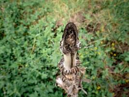 le tiges cette étaient Couper et regardé pourri et mort parmi le vert sauvage les plantes photo