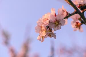 extrême fermer de rose amande fleurs contre bleu ciel - sélectif concentrer 13 photo