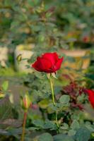 rose rouge dans le jardin photo