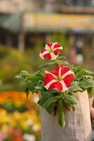 une la personne en portant une pétunia fleurs pot photo