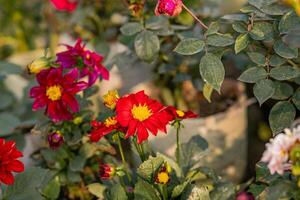 photo de zinnia fleurs dans le jardin