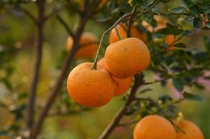 des oranges sur arbre. photo