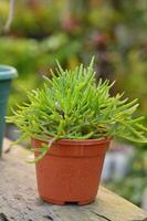 photo succulent plante sur une pot