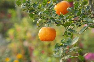 des oranges sur arbre. photo