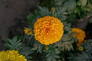 souci jaune dans le jardin photo