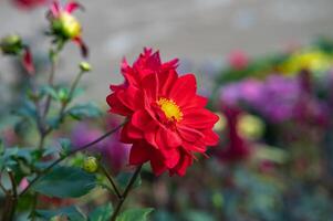 photo de rouge dahlia dans le jardin