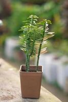 photo euphorbe tithymaloïdes plante dans des pots ou mis en pot plante