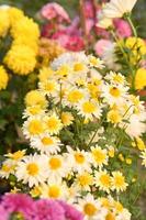 une bouquet de Jaune et blanc fleurs dans une jardin photo