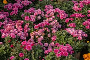 une grand groupe de rose fleurs dans une jardin photo