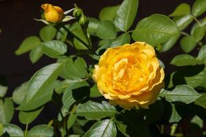 proche en haut de une Jaune Rose Floraison de bonne heure dans le après midi photo