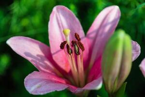 nouvellement ouvert rose lis à Aube dans le côté jardin photo