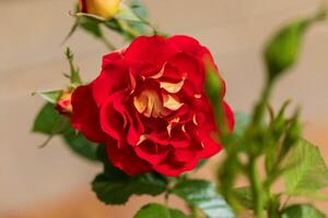 une proche en haut de une rouge et Jaune Rose Floraison de bonne heure dans le Matin photo