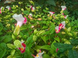 rose torenia fleurs épanouissement dans une Japonais l'automne jardin. photo