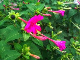 mirabilis jalapa - fermer de le péruvien fleur, mirabilis jalapa, épanouissement. photo