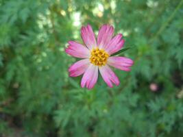 cosmos caudatus kunth fleur, comestible comme légume ou juste mangé sur brut état comme salade. avec local Nom kénikir ou Oulam raja dans Indonésie contenait une variété de bioactif composés photo