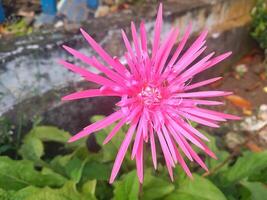 chrysanthème morifolium vert tiges et feuilles tandis que le fleurs sont rose avec un allongé forme, cette plante est dans génial demande car il est facile à grandir photo