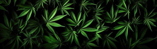 ai généré une lot de cannabis feuilles sur noir Contexte. marijuana bannière. cannabis légalisation concept photo