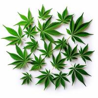 ai généré vert cannabis feuilles isolé sur blanc Contexte. photo