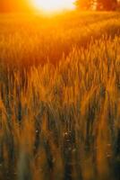 paddy riz champ avant récolte avec lever du soleil Contexte. photo