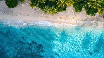 Azur côte de le océan avec paume des arbres, sable, le surf et coquilles. ai généré photo