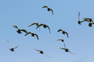 groupe de retour Pigeon en volant photo