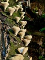 sauvage champignons croissance sur arbre écorce dans lumière du soleil photo