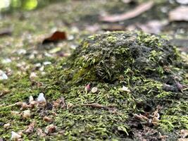 moussu forêt sol saupoudré avec pétales photo