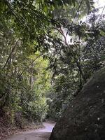 serein sentier par luxuriant forêt photo