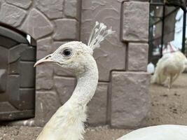 élégant blanc paon dans le cage photo