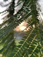 le coucher du soleil lueur par vert feuilles photo