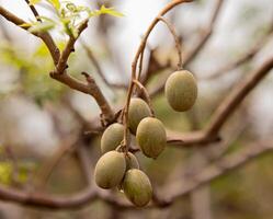 porc prunes ou Espagnol prunes fruit dans Thaïlande. photo