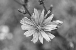 beauté fleur sauvage chicorée ordinaire sur fond prairie photo