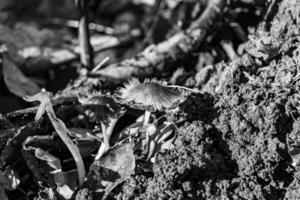 la photographie à thème grand magnifique toxique champignon dans forêt sur feuilles Contexte photo