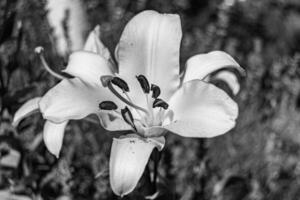 Belle fleur de lys liliacées sur fond de prairie photo