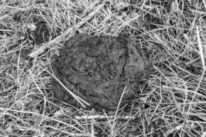 la photographie sur le thème de la bouse de vache fraîche se trouve sur la ferme d'animaux de fumier photo