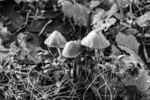 la photographie à thème grand magnifique toxique champignon dans forêt sur feuilles Contexte photo