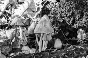 la photographie à thème grand magnifique toxique champignon dans forêt sur feuilles Contexte photo